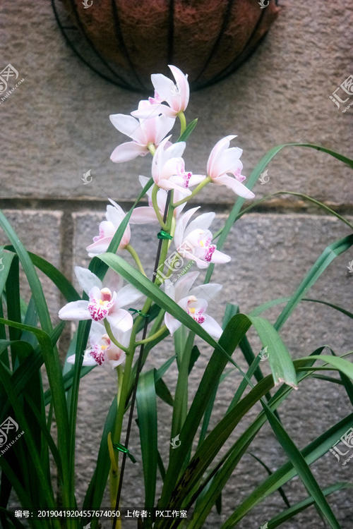 启蒙组成：“各种兰花”的启示_600字