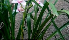 关于启示的作文：“种兰花”的启示_600字