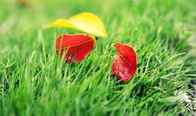 浅夏·花不语【楔子】_500字