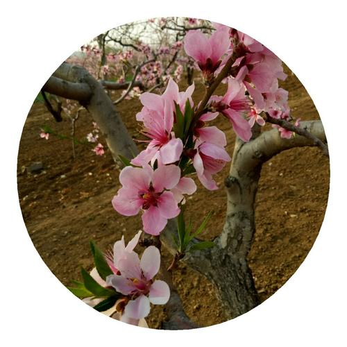 花是开放的，生活很容易旧_600字