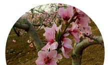 花开有落时，人生容易老_600字