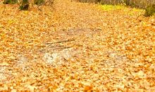 我爱秋天的落叶_300字