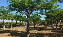 烽火三国（楔子）_400字