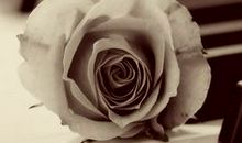 碧血染桃花（楔子）_200字