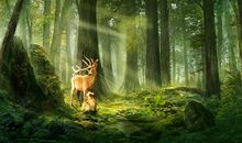 美丽的森林_200字