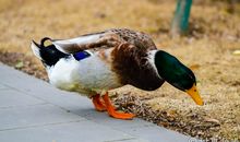 打“野鸭”_900字