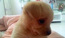 【微作文】狗狗_100字