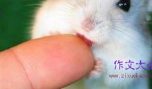 【微作文】可爱的仓鼠_100字