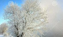 冬天的早晨_300字