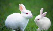 【微作文】小白兔_150字