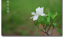 栀子花_1200字
