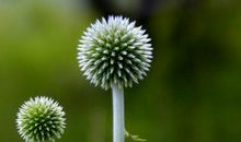 幸福其实很简单_650字