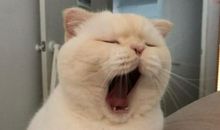 我好想变成一只小猫_1200字