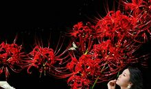 血色玫瑰之曼珠沙华_550字