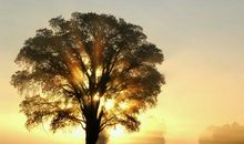 晨曦中的岁月_800字