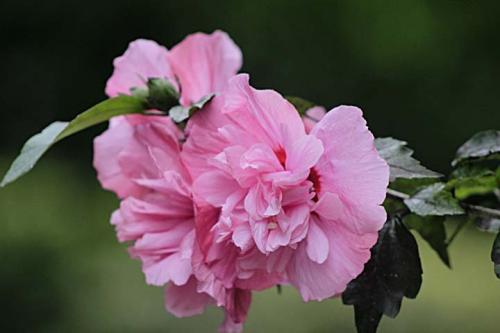 芙蓉花，在你的左边_200字