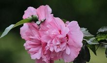 木槿花开，在你左边_200字