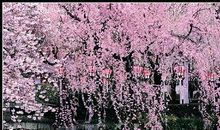 樱花的季节_600字