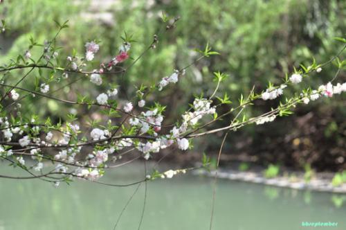 春天风景_700字