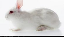 可爱的小白兔_600字