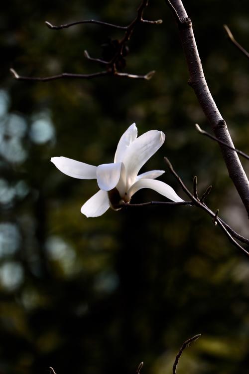 毛是一种手势_650字