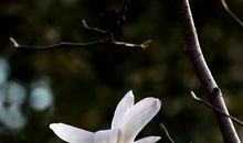 傲是一种姿态_650字