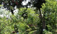 美丽的小花园_400字