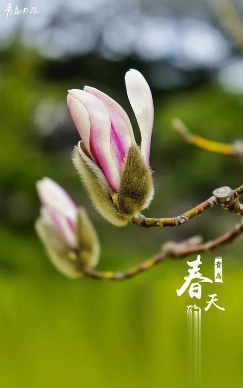 另请参阅呕吐新绿色_3000字的分支机构