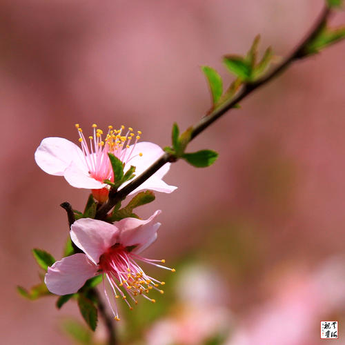 Spring View_100字