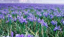 《花丶语》——鸢尾蓝_2000字