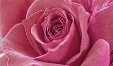 紫玫瑰花绽放（二）_900字