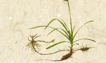 草野传(一）_2000字