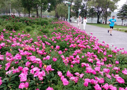 让谦卑使花_800字