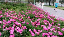 让谦让之花怒放_800字