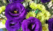 紫玫瑰,噬血_350字