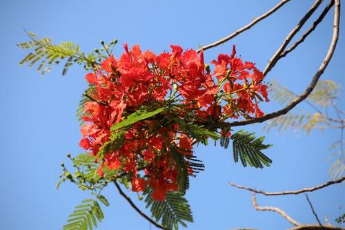 第06章1998年夏季分离。浮云。凤凰花_3000字