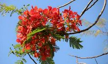 Chapter.06 1998 夏至.浮云.凤凰花_3000字