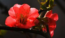 不说话的安妮·红海棠（上）_1200字