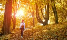 森林里的秋天_250字