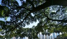 【微作文】江心孤屿，优雅安静_100字