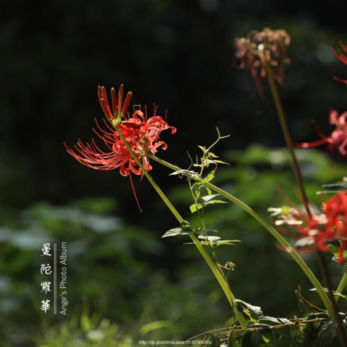 在另一边，花朵绽放_1500字