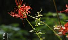 彼岸，花盛开_1500字