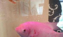 我家的热带鱼_450字