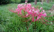 彼岸花、盛开的地方（4）_800字