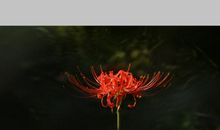 彼岸花、盛开的地方（3）_1000字