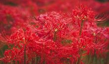 彼岸花、盛开的地方（2）_1200字