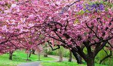 初一状物作文：赏樱花_650字