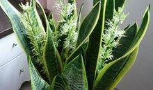 母爱像空气一样_1000字