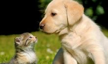 那些猫猫狗狗的事（一）见面就是缘分_2000字