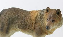 狼种的狼王·命运的羁绊（一）_900字